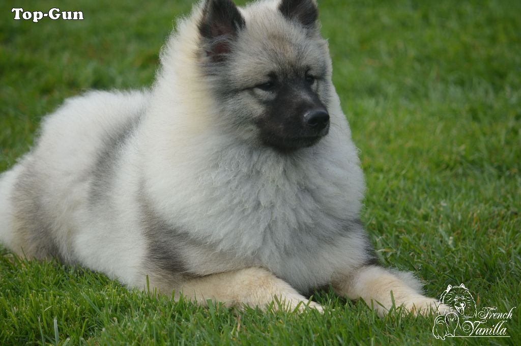French Vanilla - Chiot disponible  - Spitz allemand