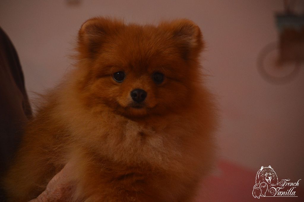 French Vanilla - Chiot disponible  - Spitz allemand