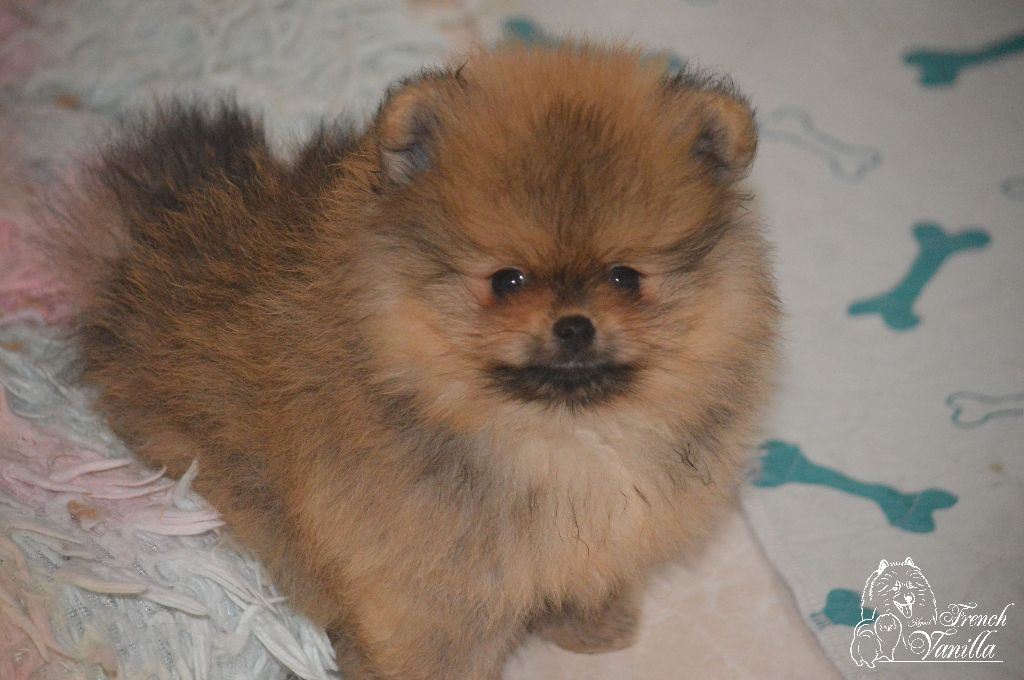 French Vanilla - Chiot disponible  - Spitz allemand