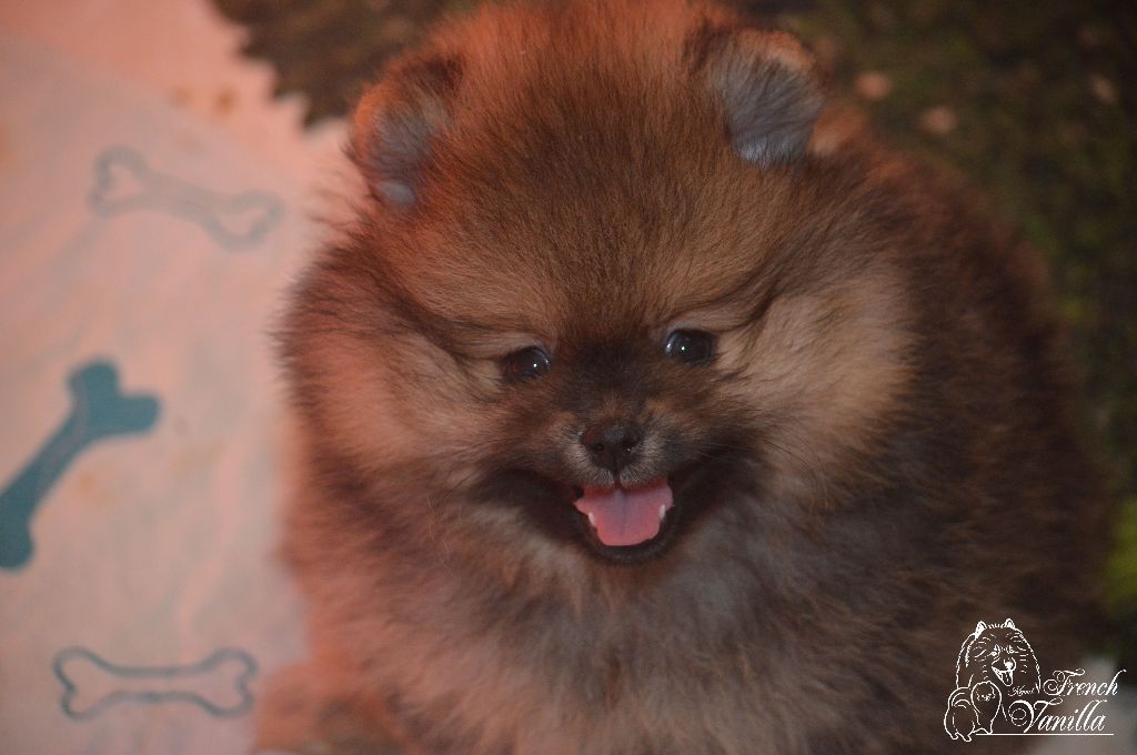 French Vanilla - Chiot disponible  - Spitz allemand