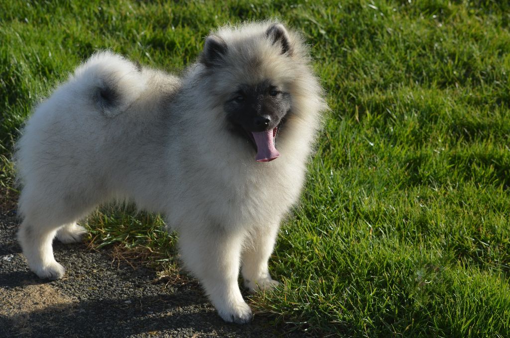 French Vanilla - Chiot disponible  - Spitz allemand