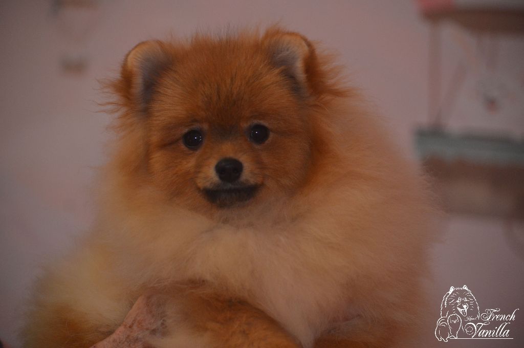 French Vanilla - Chiot disponible  - Spitz allemand