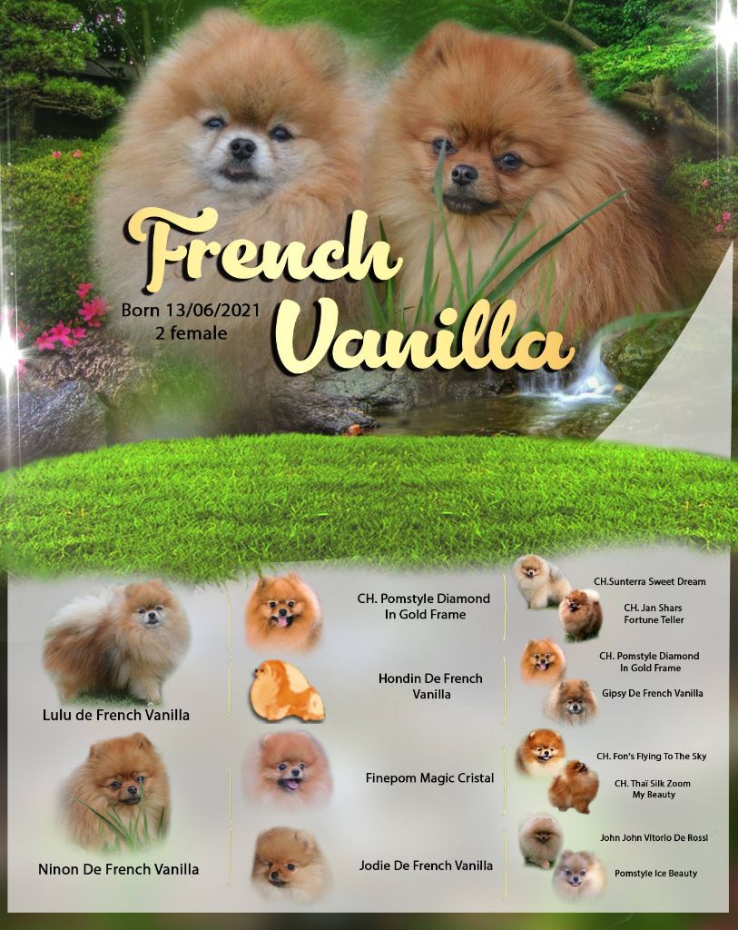 French Vanilla - Spitz allemand - Portée née le 13/06/2021
