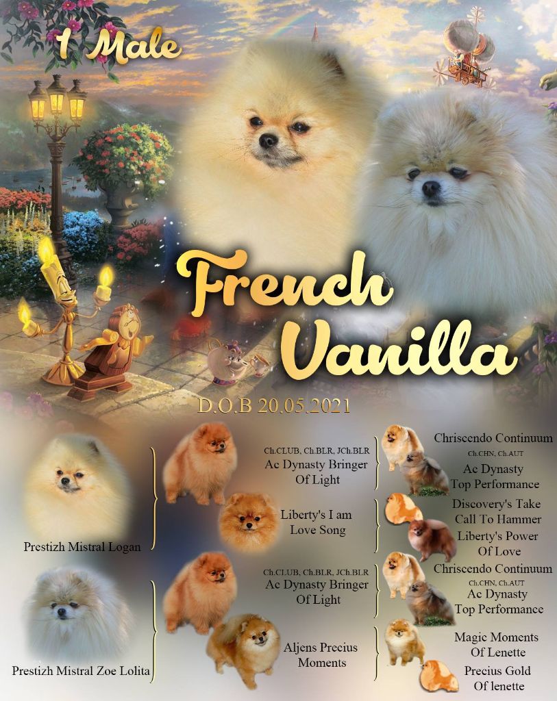French Vanilla - Spitz allemand - Portée née le 20/05/2021