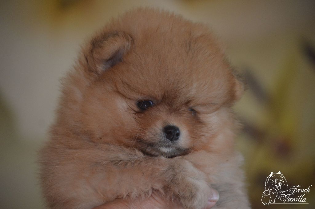 French Vanilla - Chiot disponible  - Spitz allemand