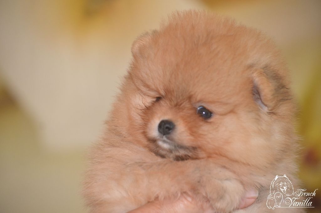 French Vanilla - Chiot disponible  - Spitz allemand