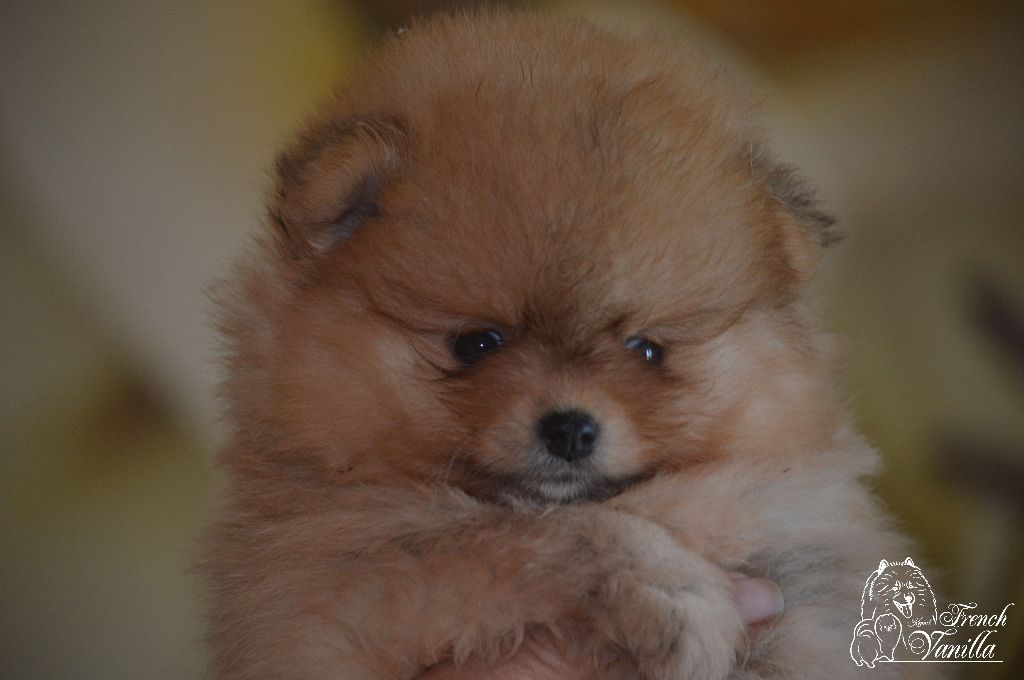 French Vanilla - Chiot disponible  - Spitz allemand