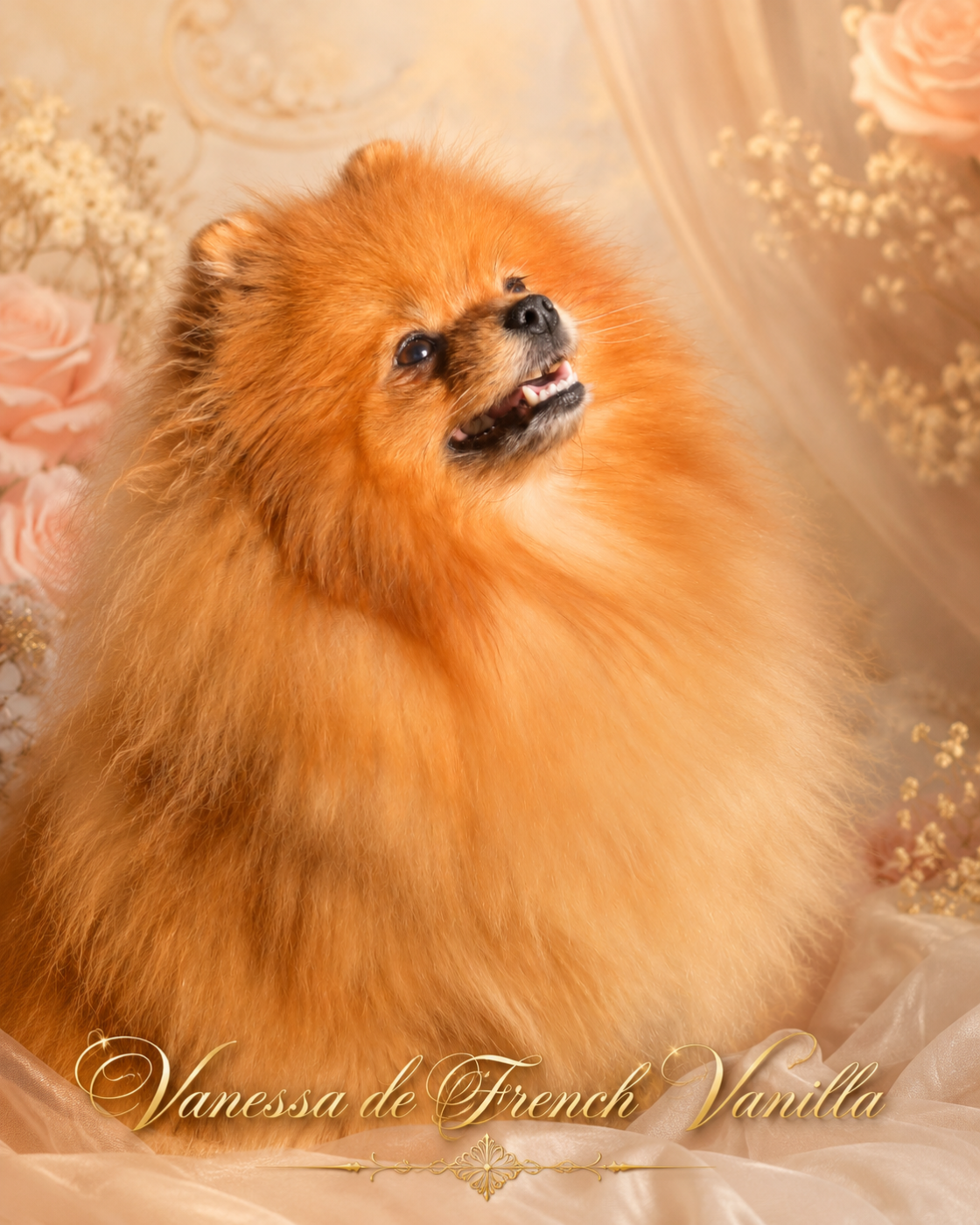 ✨🐾 Une nouvelle portée est née à l élevage French Vanilla 🐾✨