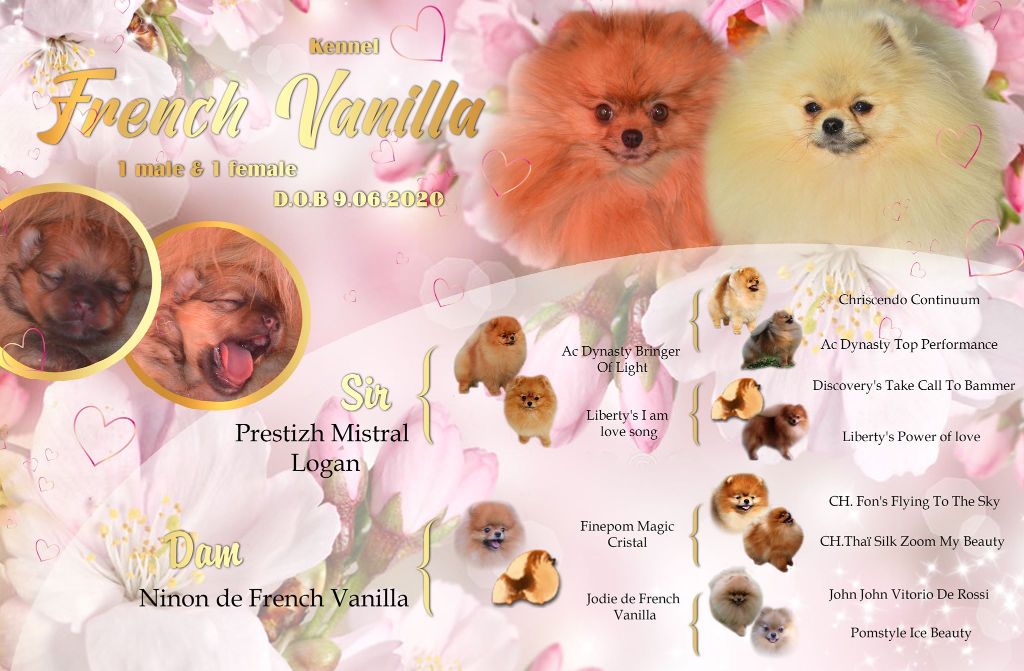French Vanilla - Ninon de French Vanilla et Logan