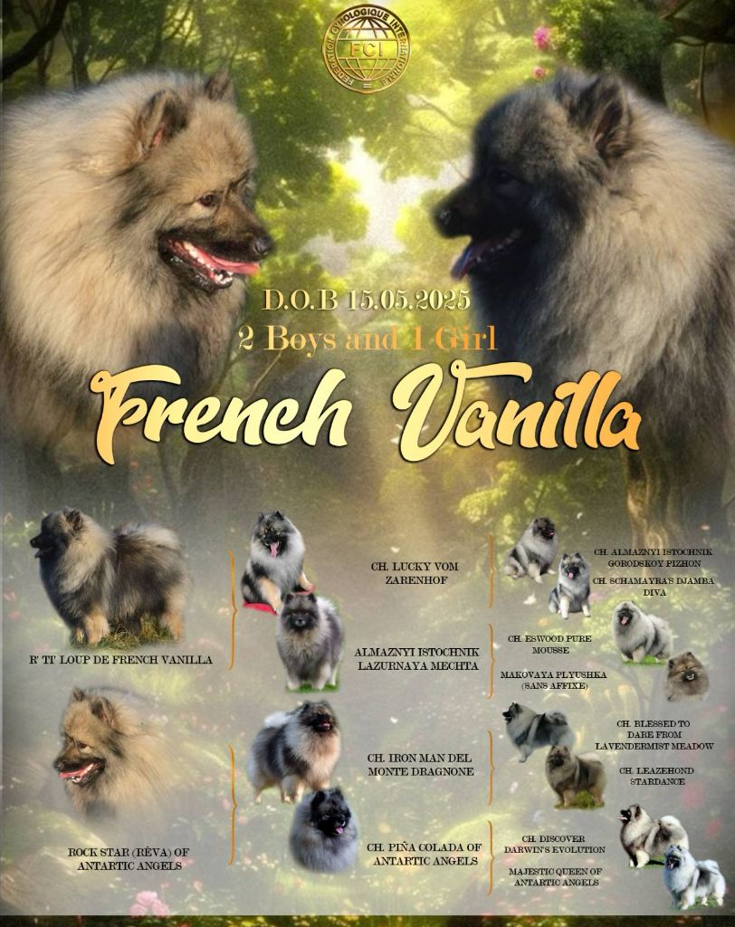 French Vanilla - Rock Star Of Antartic Angels + R' ti' loup de French Vanilla