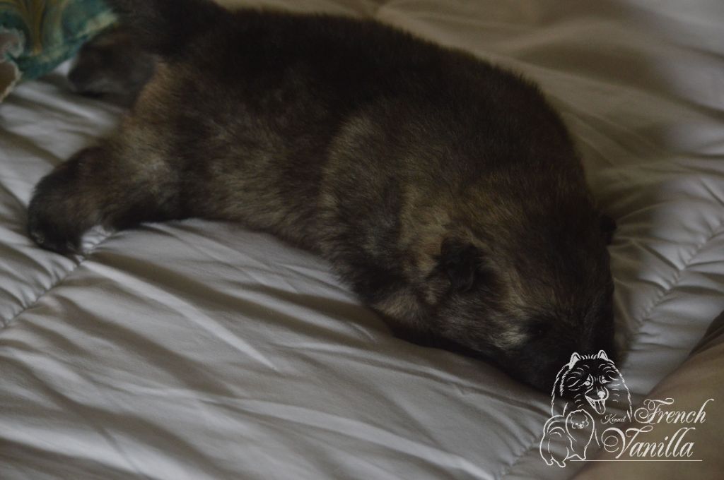 French Vanilla - Chiots disponibles - Spitz allemand
