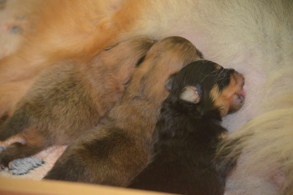French Vanilla - Chiots disponibles - Spitz allemand