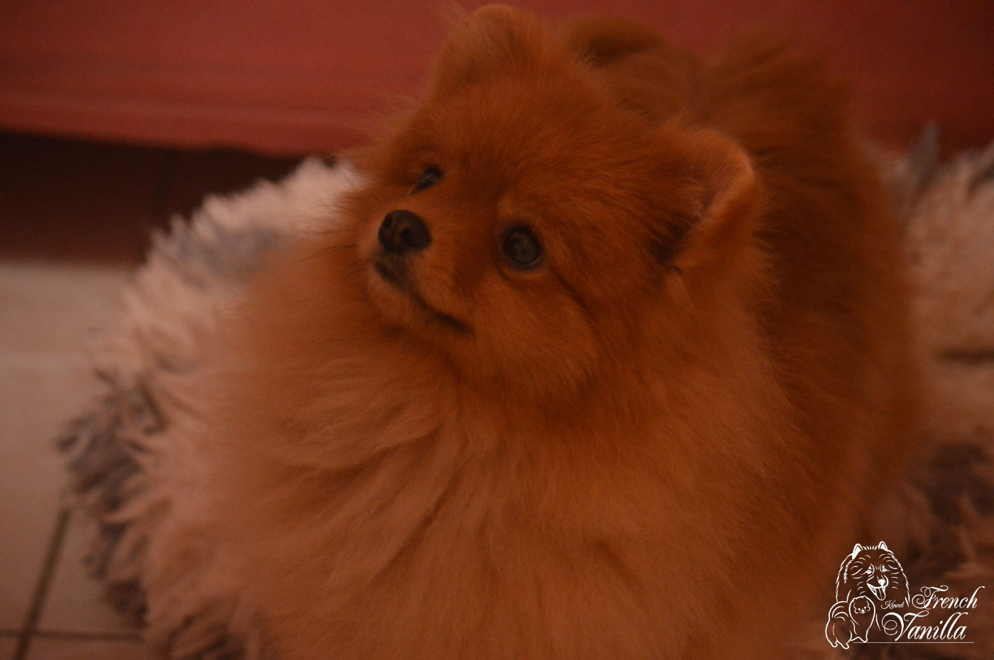 French Vanilla - Chiots disponibles - Spitz allemand
