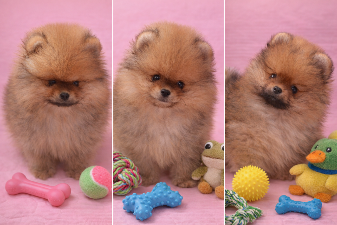 French Vanilla - Spitz allemand - Portée née le 07/01/2026