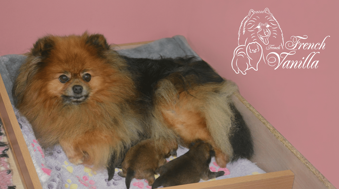 Chiot Spitz allemand French Vanilla