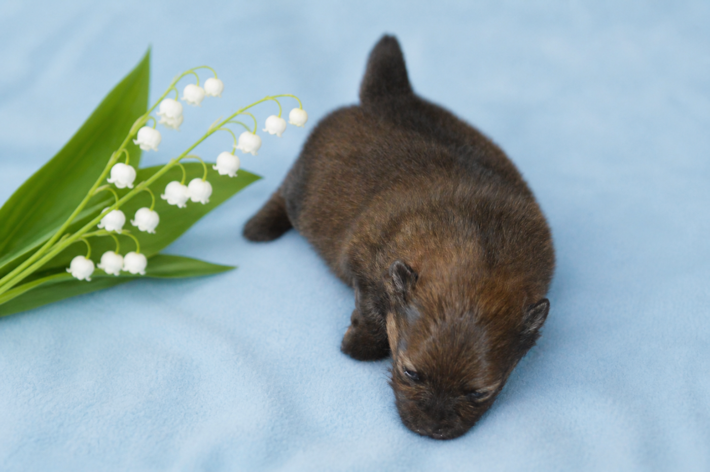 French Vanilla - Chiots disponibles - Spitz allemand