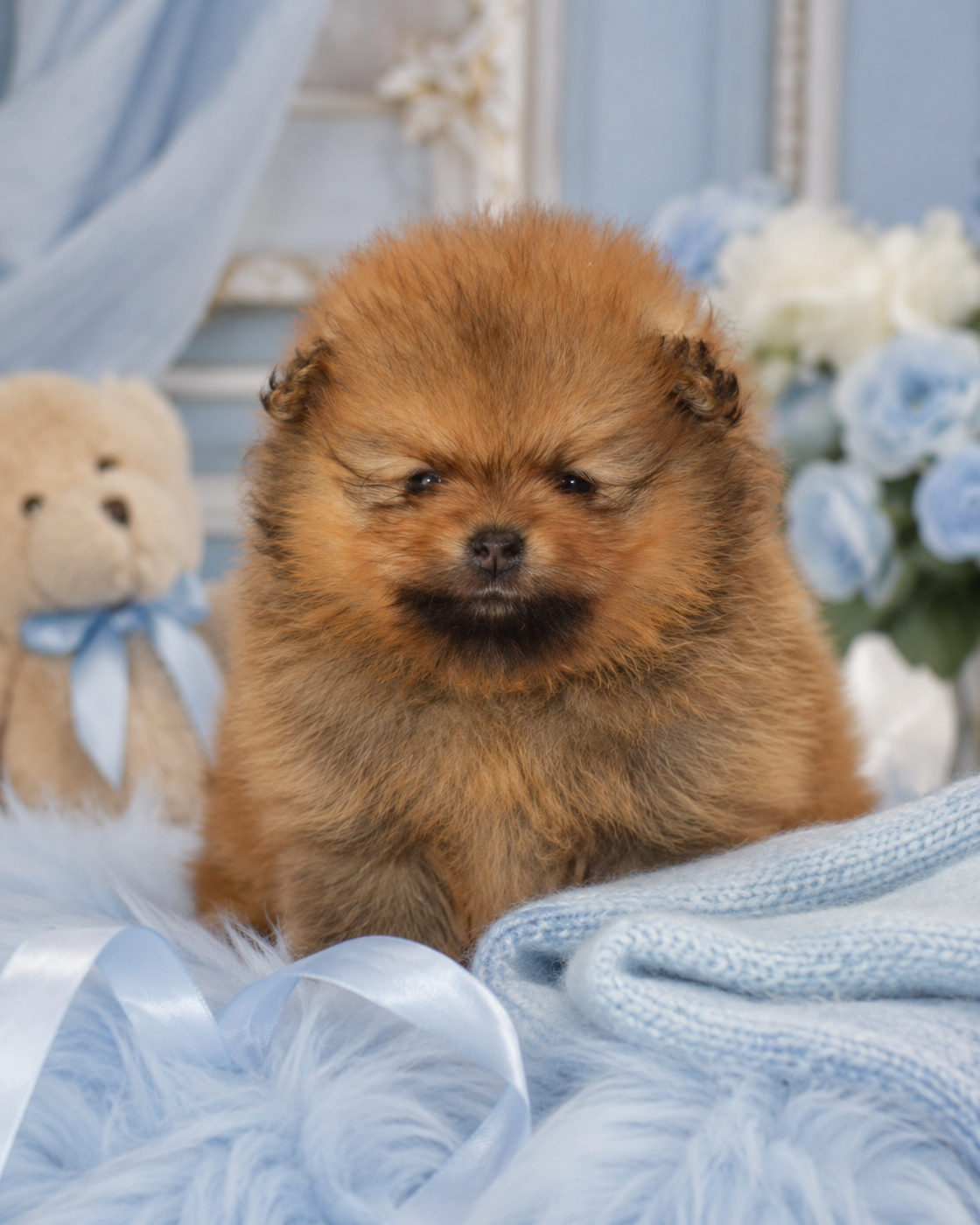 French Vanilla - Chiots disponibles - Spitz allemand