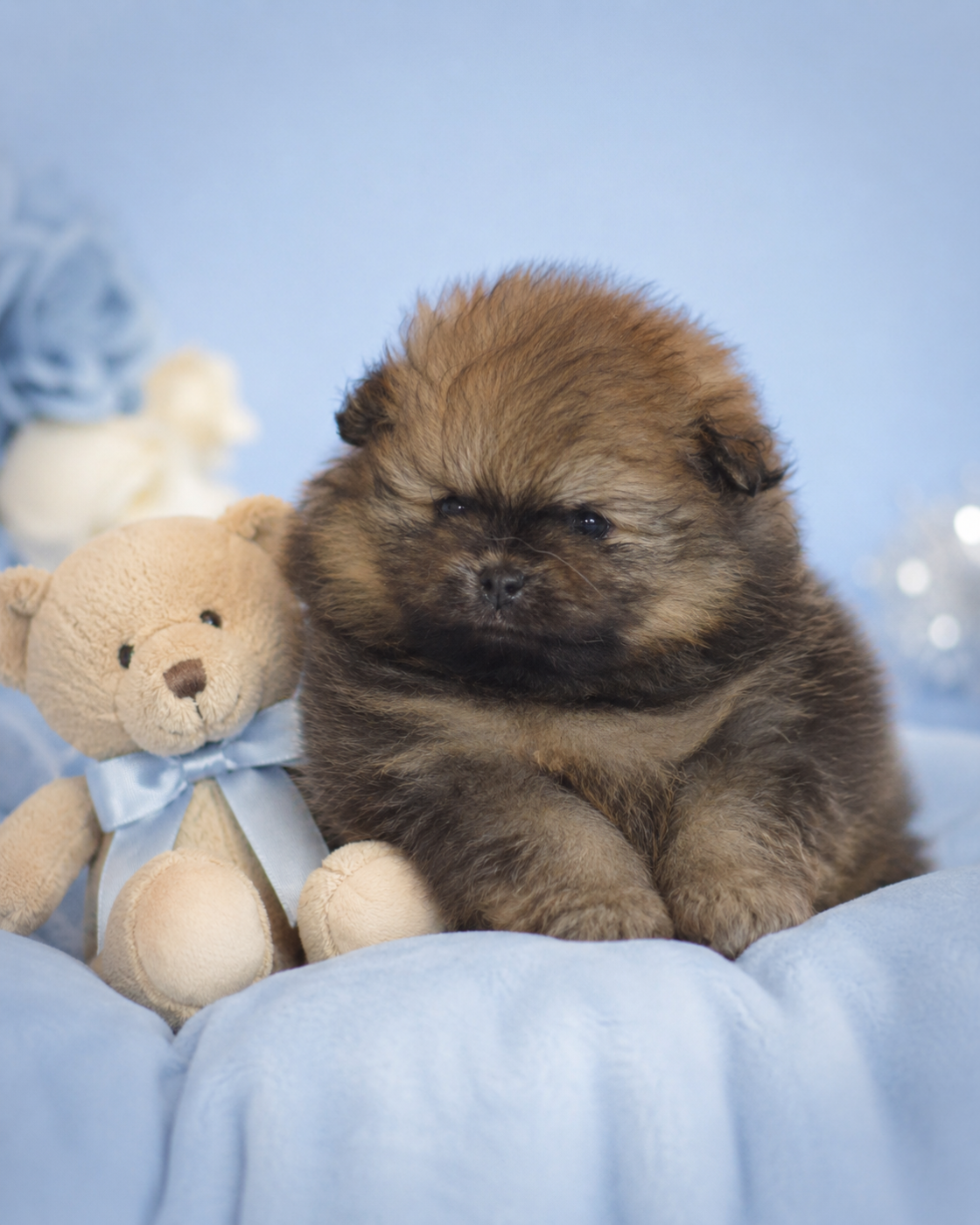 French Vanilla - Chiots disponibles - Spitz allemand