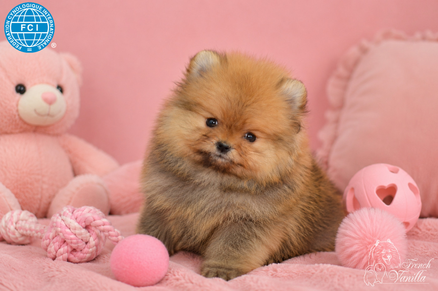 French Vanilla - Chiots disponibles - Spitz allemand