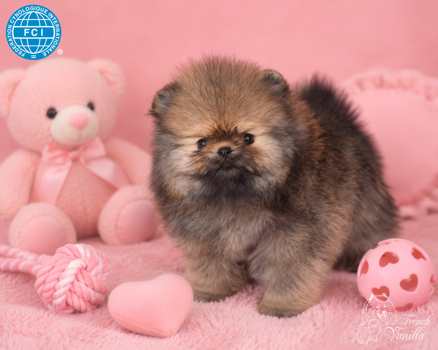 French Vanilla - Chiots disponibles - Spitz allemand