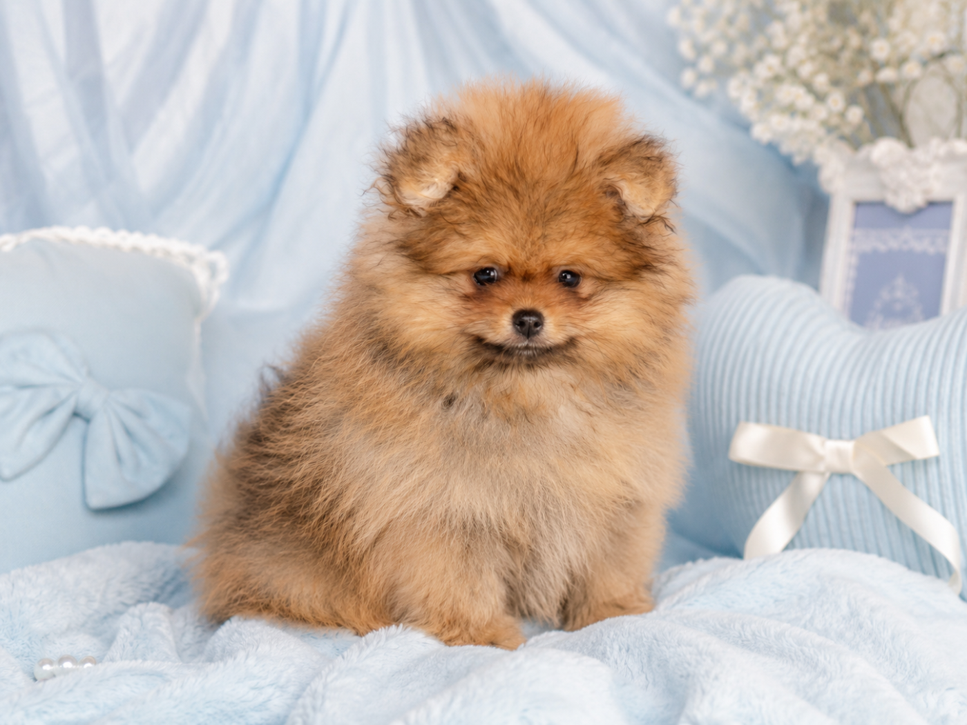 French Vanilla - Chiots disponibles - Spitz allemand