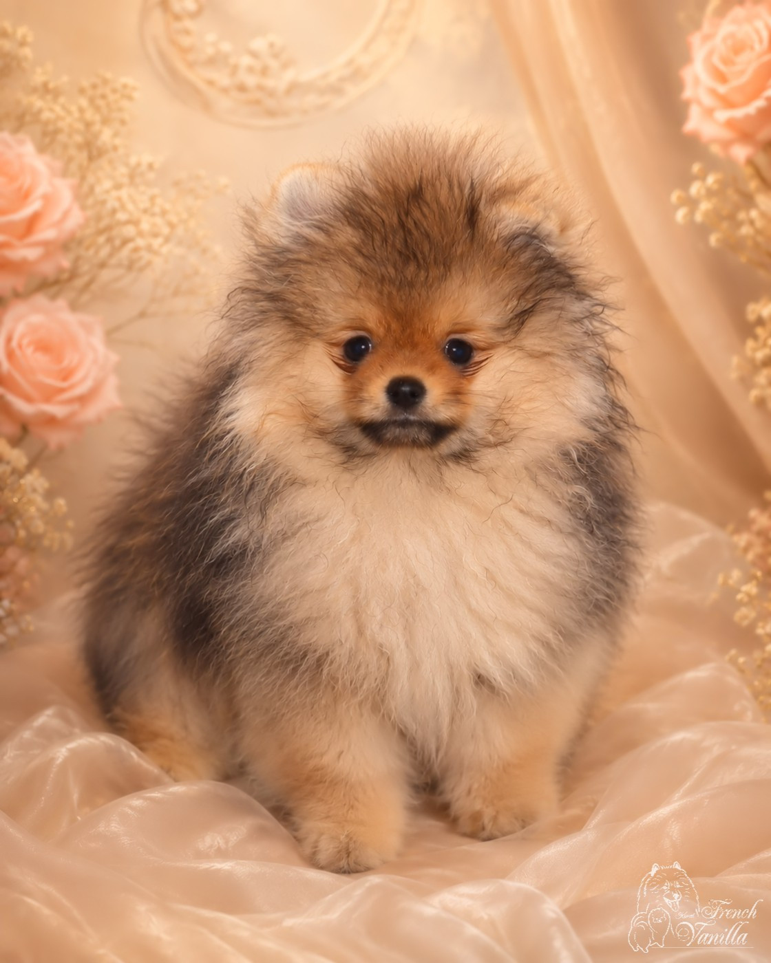 French Vanilla - Chiots disponibles - Spitz allemand