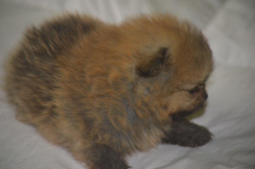 French Vanilla - Chiots disponibles - Spitz allemand