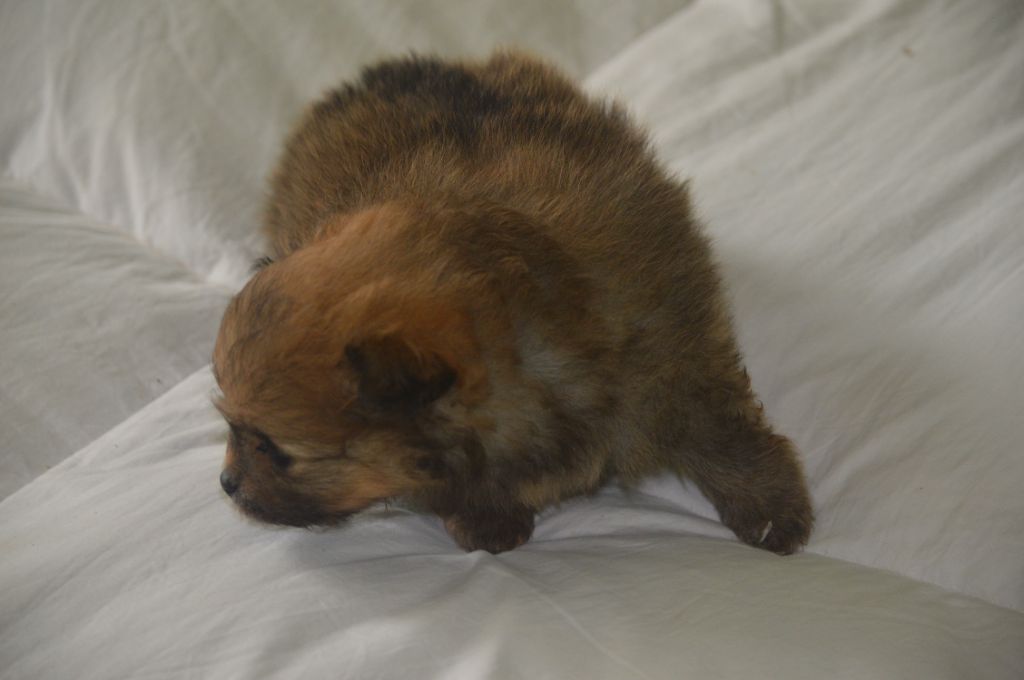 French Vanilla - Chiots disponibles - Spitz allemand