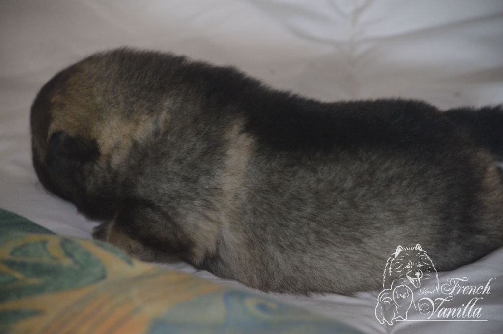 French Vanilla - Chiots disponibles - Spitz allemand