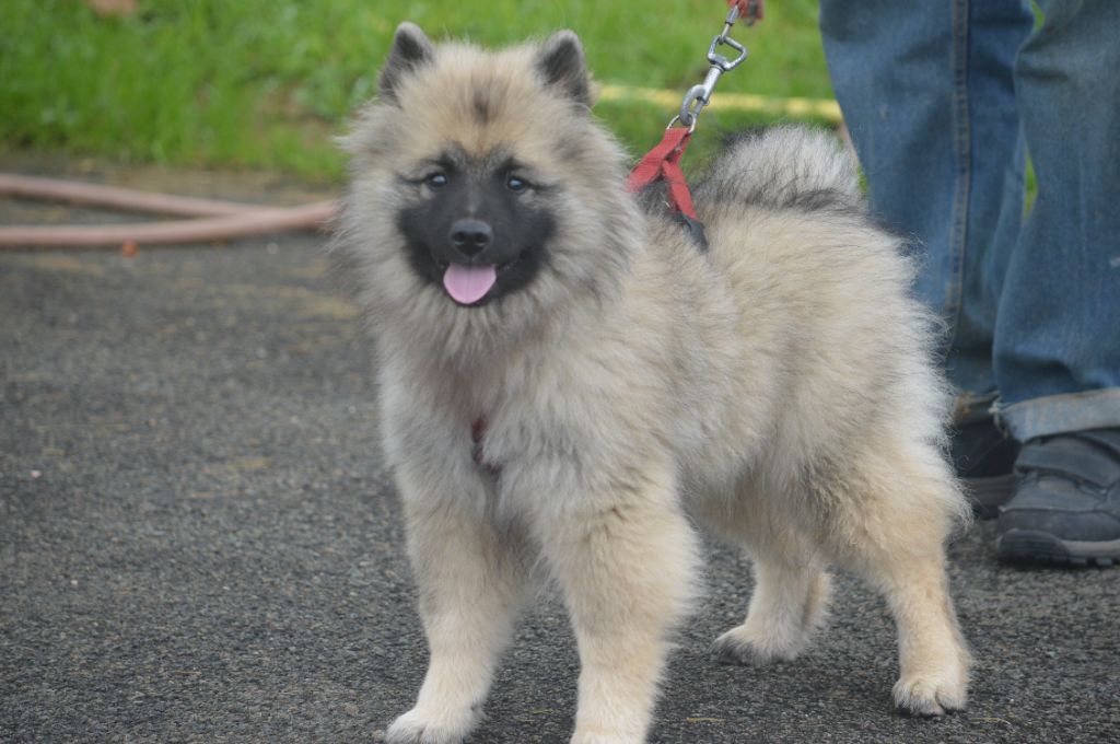 French Vanilla - Chiots disponibles - Spitz allemand