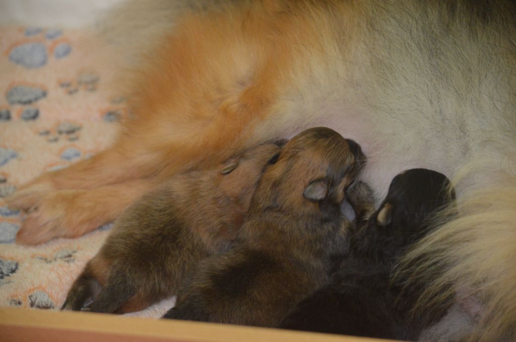 French Vanilla - Chiots disponibles - Spitz allemand
