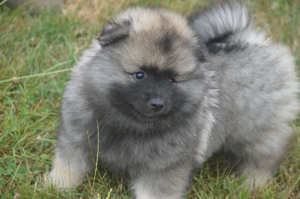 French Vanilla - Chiots disponibles - Spitz allemand
