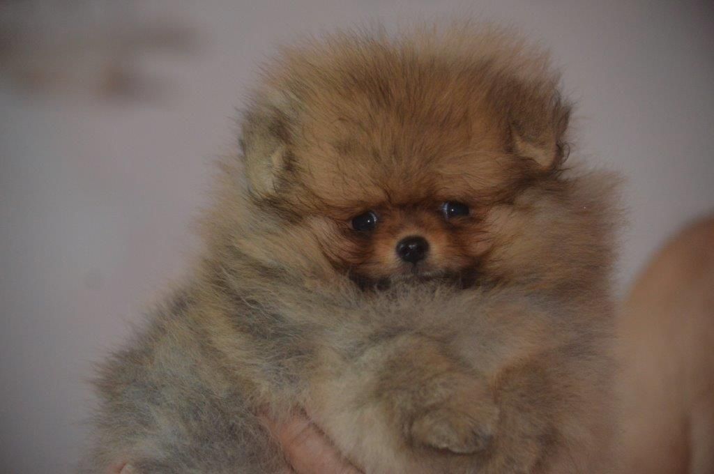 French Vanilla - Chiots disponibles - Spitz allemand