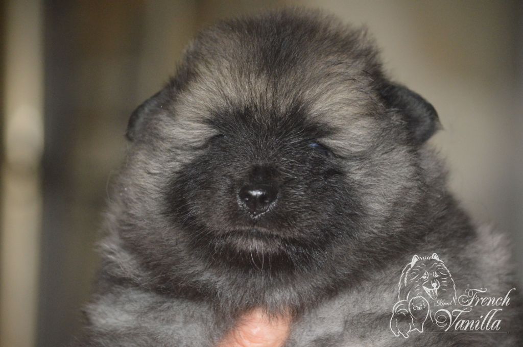French Vanilla - Chiots disponibles - Spitz allemand