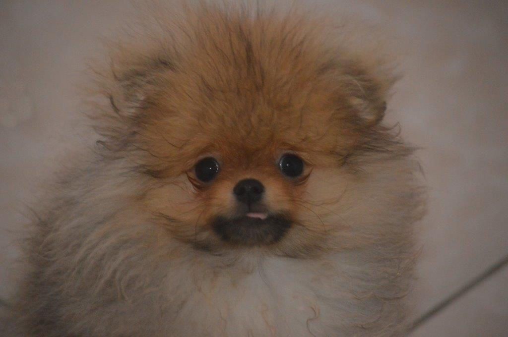 French Vanilla - Chiots disponibles - Spitz allemand