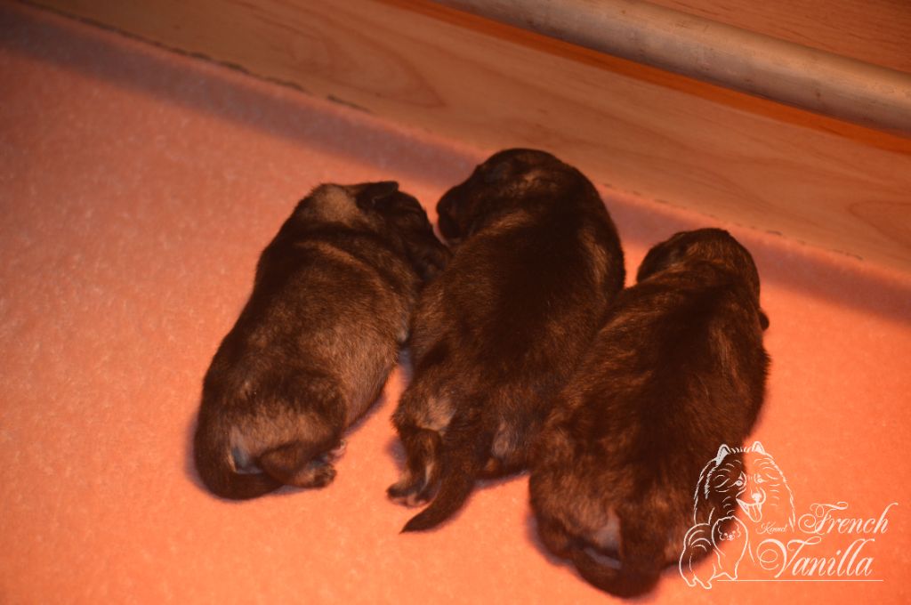 French Vanilla - Spitz allemand - Portée née le 15/05/2025