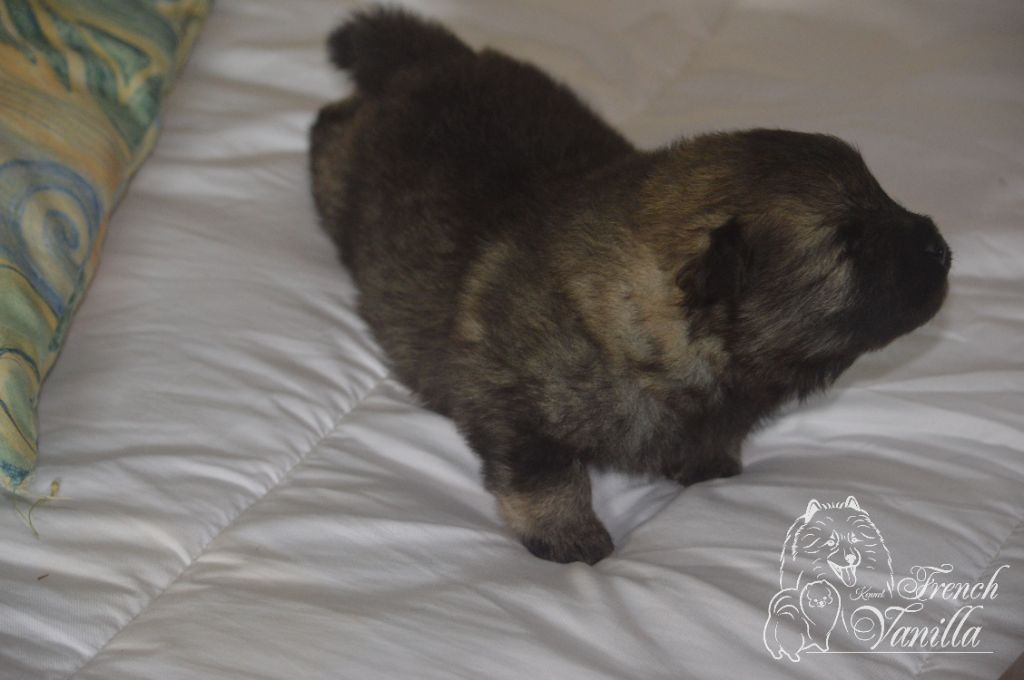 French Vanilla - Chiots disponibles - Spitz allemand
