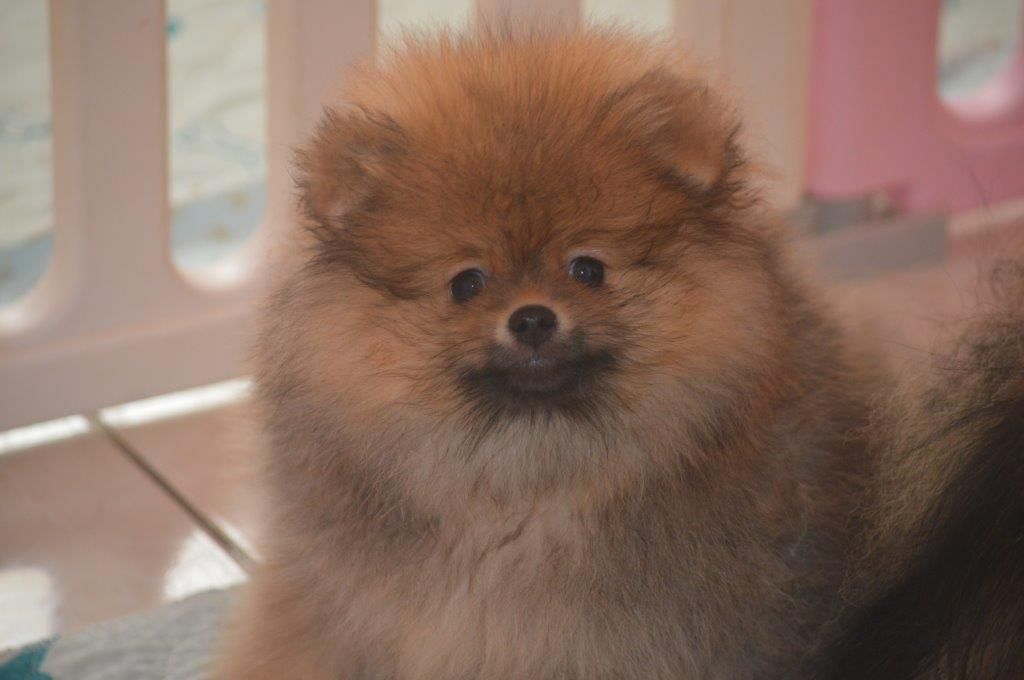 French Vanilla - Chiots disponibles - Spitz allemand