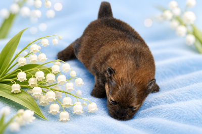 Chiot N°1