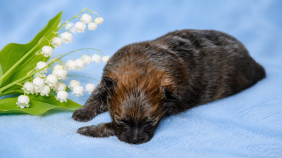 Chiot N°2