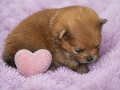 Chiot N°4