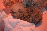 CHIOT