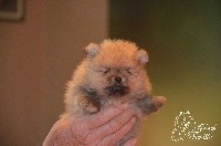 CHIOT