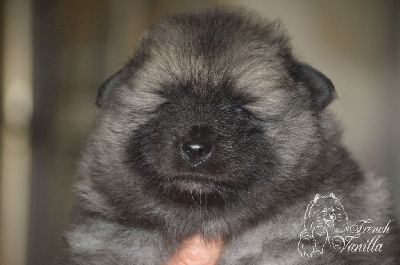 CHIOT 2
