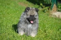 CHIOT