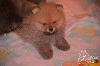 CHIOT