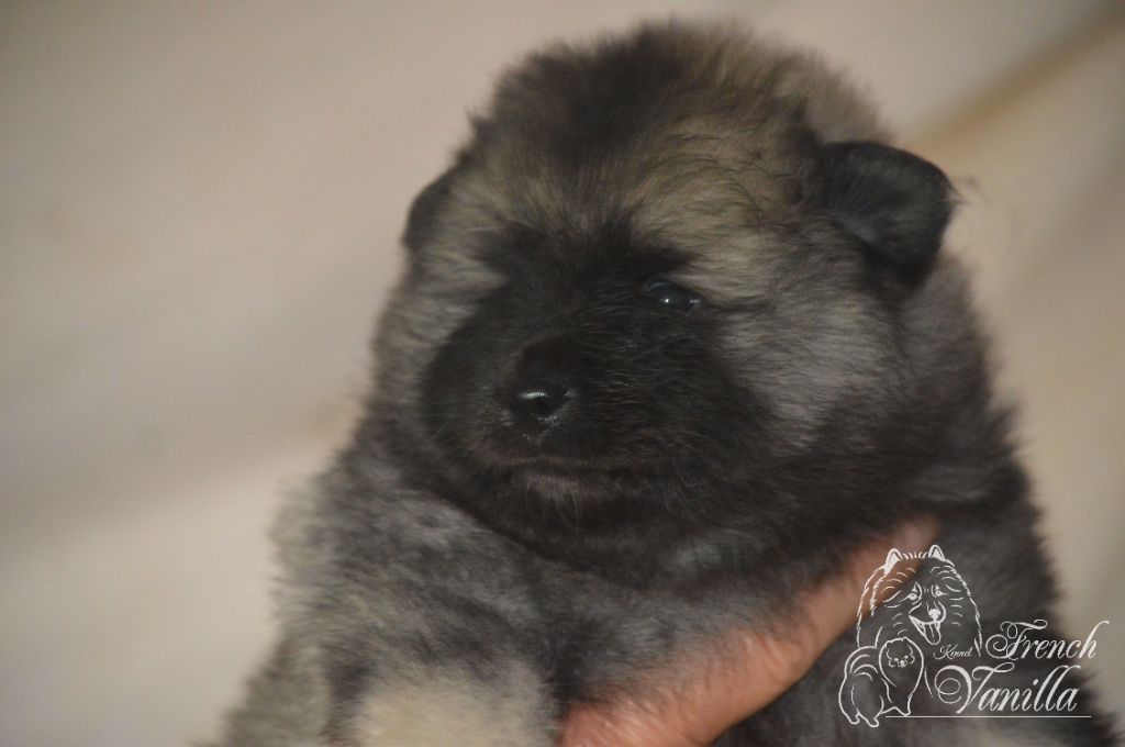 French Vanilla - Chiots disponibles - Spitz allemand
