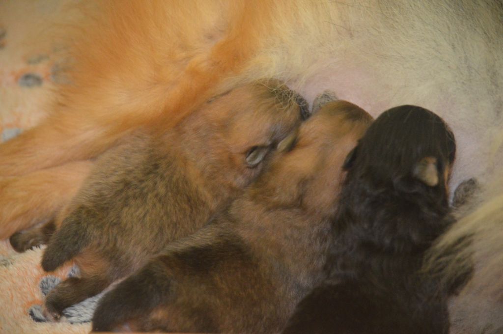 Chiot Spitz allemand French Vanilla