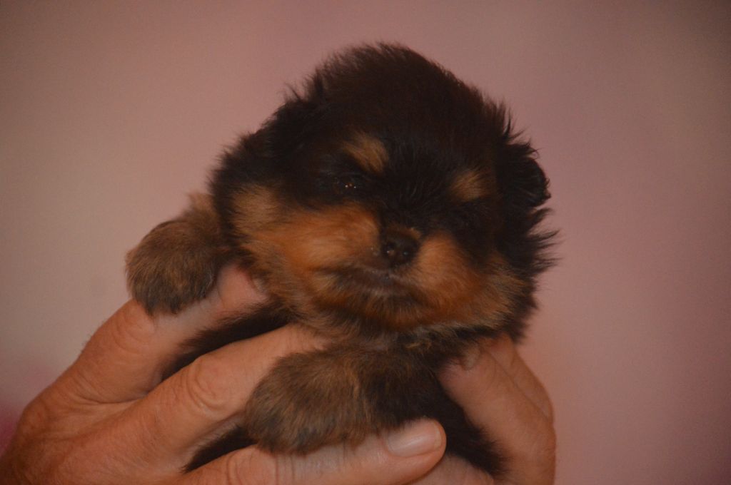 French Vanilla - Chiots disponibles - Spitz allemand